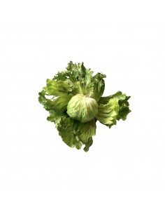 Insalata incappucciata napoletana