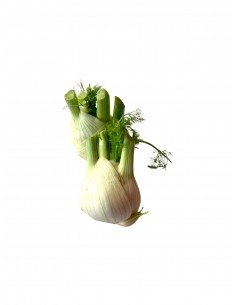 Finocchio paesano grande 2