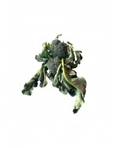 Cavolo broccolo paesano 2