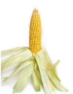 La pannocchia  fresca pz1