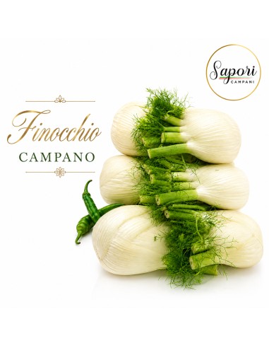 Finocchio paesano grande