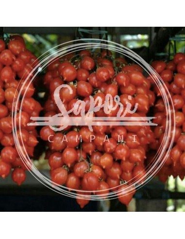 Ceppa di pomodorini del piennolo vesuviano