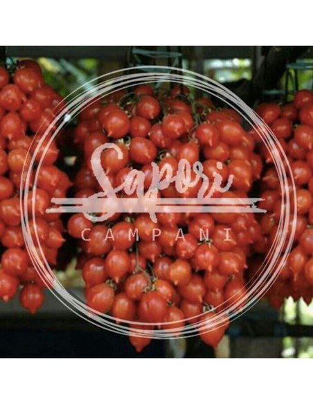 Ceppa di pomodorini del piennolo vesuviano