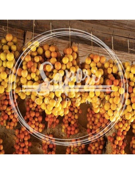 Ceppa di pomodorini del piennolo vesuviano