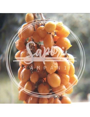 Ceppa di pomodorini del piennolo vesuviano