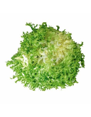 Scarola riccia napoletana
