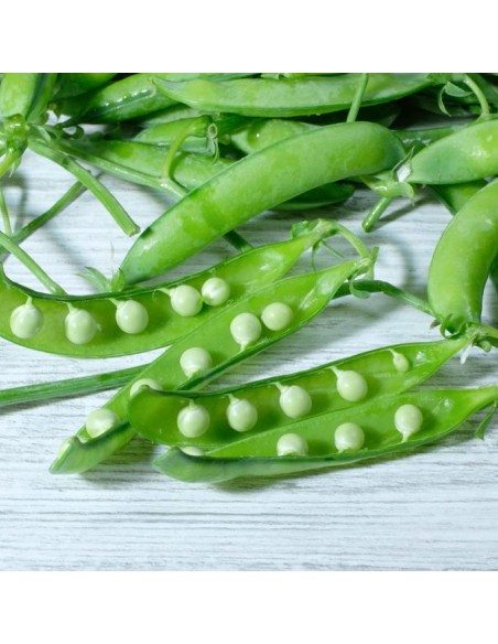 Piselli freschi centogiorni
