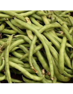 La fava del Vesuvio è piccola e dolce 2