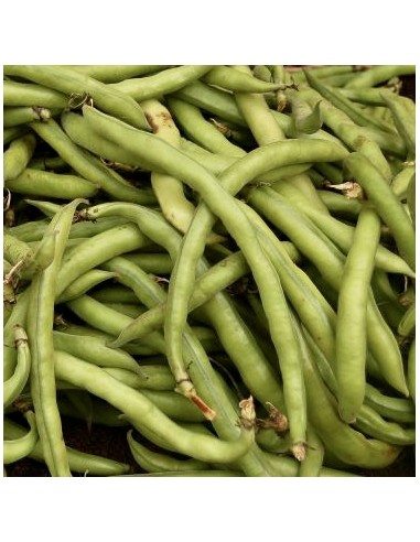 Fave fresche del Vesuvio