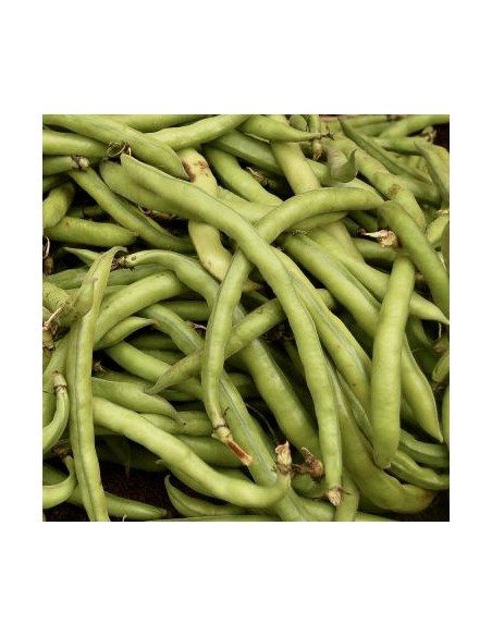 Fave fresche del Vesuvio