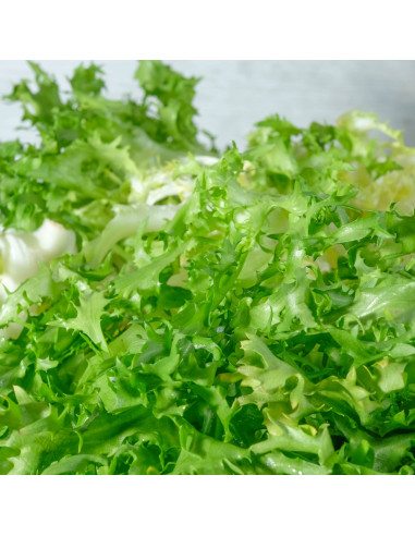 Scarola riccia napoletana