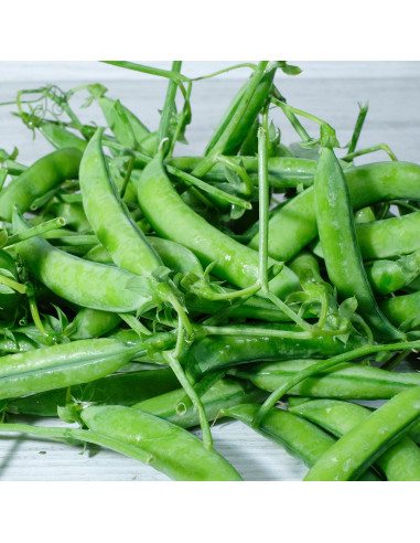 Piselli freschi centogiorni