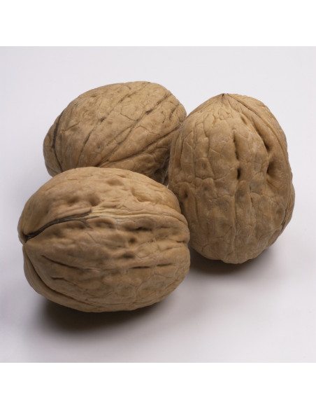 Noci di Sorrento IGP