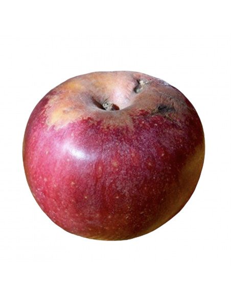 Mela annurca di Caserta