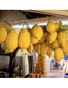 Limoni di Sorrento IGP 2