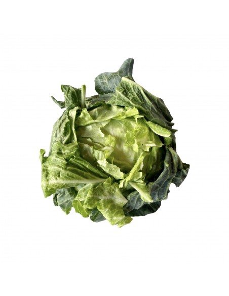 Verza cappuccia napoletana