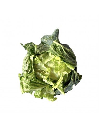 Verza cappuccia napoletana