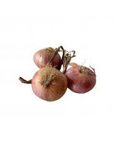 Cipolle di Montoro, in provincia di Avellino 2